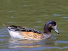 Chiloe Wigeon (WWT Slimbridge July 2013) - pic by Nigel Key